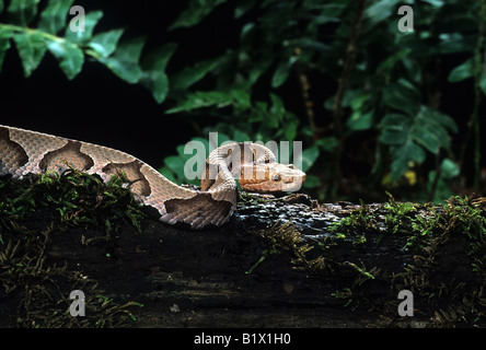 Südlichen Copperhead (Agkistrodon Contortix Contorix) Stockfoto