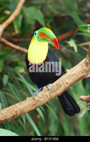 Kiel-billed Toucan auf AST / Ramphastos Sulfuratus Stockfoto