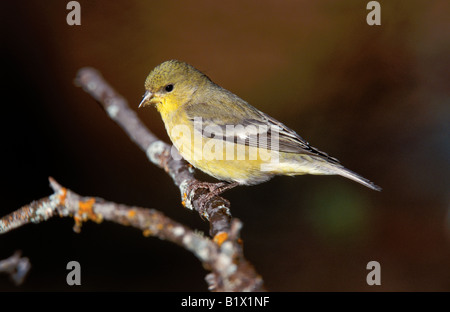 Geringerem Stieglitz Zuchtjahr Psaltria Pinetop Arizona USA Juni Erwachsenen weiblichen Fringillidae Stockfoto