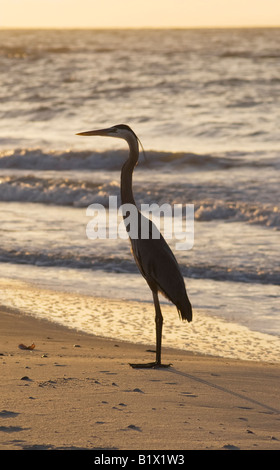 Great Blue Heron nimmt einen morgendlichen Spaziergang entlang des Strandes auf St. George Island Stockfoto