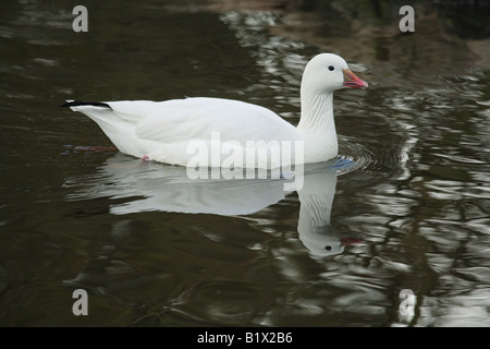 Ross es Gans - schwimmen / Anser Rossii Stockfoto