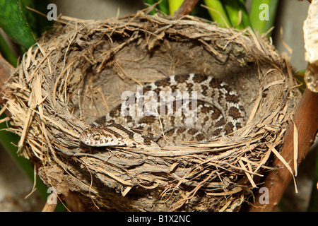 Gemeinsamen Ei-Esser / Dasypeltis Scabra Stockfoto