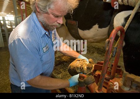 Dairy Farm-Manager arbeitet an HUF Kuh Stockfoto