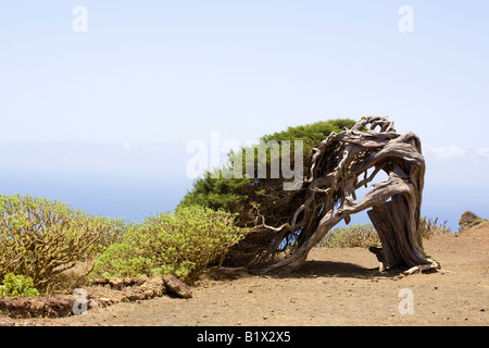 berühmte knorrigen alten Wacholder bückte sich aber nicht gebrochen durch den dauerhaften Wind, El Sabinal, El Hierro, Kanarische Inseln Stockfoto