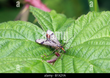 Männlichen Scorpion Fly Panorpa Germanica Vereinigtes Königreich Stockfoto