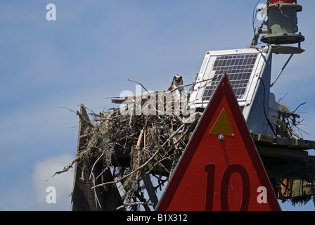 weibliche Fischadler sitzt auf ihrem Nest auf einem Fahrwassermarkierung in Apalachicola River in der Nähe von Apalachicola Florida Pandion haliaetus Stockfoto