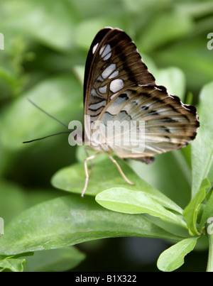 Der blaue Schmetterling Clipper, Parthenos Sylvia Lilacinus, Nymphalidae, Süd-Ost-Asien Stockfoto