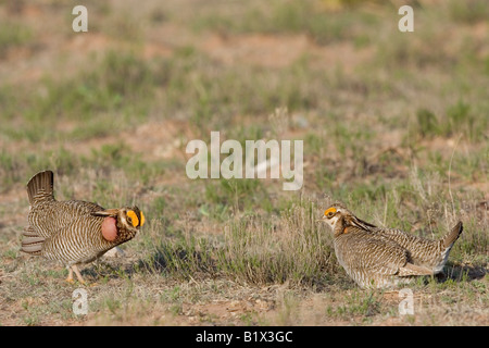 Geringerem Prairie Chicken Tympanuchus pallidicinctus Stockfoto