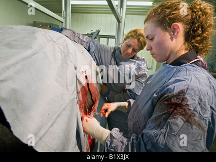 Studentin der Tiermedizin betreibt auf Kuh Stockfoto