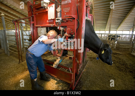 Dairy Farm-Manager arbeitet an HUF Kuh Stockfoto