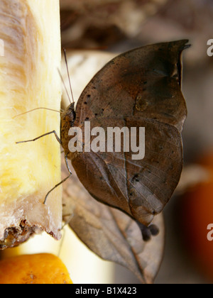 Indische Blatt Schmetterling, Kallima Paralekta, Nymphalidae, Südasien Stockfoto