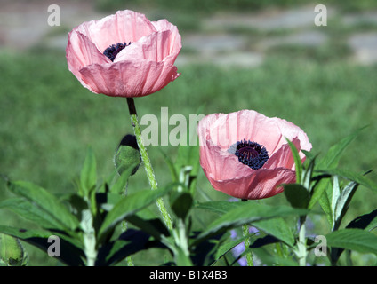 Ein rosa Mohn Anemone. Stockfoto