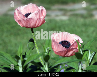 Ein rosa Mohn Anemone. Stockfoto