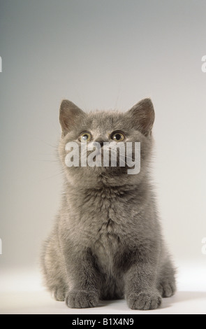 Kartäuser Kitten - sitzen - Ausschneiden Stockfoto