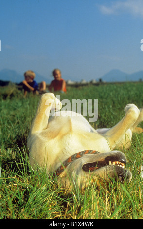 Labrador Retriever - schwelgt in Rasen Stockfoto