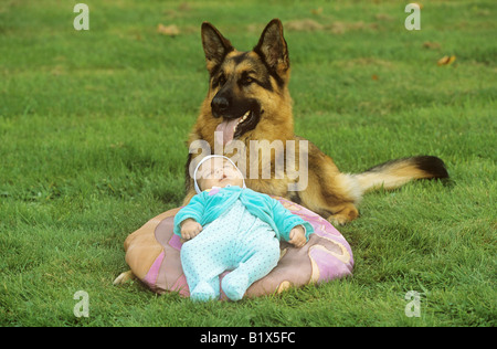 Deutscher Schäferhund Wache verschlafen Baby Stockfoto