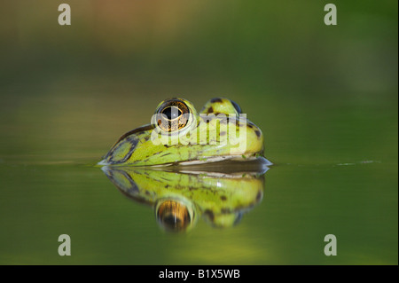 Ochsenfrosch Rana Catesbeiana Erwachsener im See Refugio als Bend Texas USA April 2008 Stockfoto