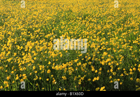 Ein Feld von kleinen gelben Sommerblumen in die Einstellung Sonne sehr gesättigte Farben und warmen Sommer fühlen, das Bild gedreht Stockfoto