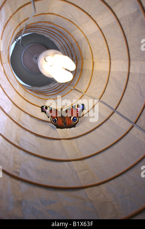 SCHMETTERLING GEFANGEN IM LAMPENSCHIRM Stockfoto