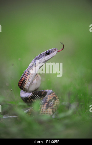 Texas Rattenschlange bieten Obsoleta Lindheimeri Erwachsene Refugio Coastel Bend Texas USA April 2008 Stockfoto