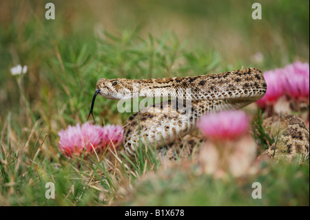 Western Diamondback Klapperschlange Crotalus Atrox Erwachsenen in markante Pose zwischen Pferd Crippler Kaktus Refugio als Kurve Texas U Stockfoto