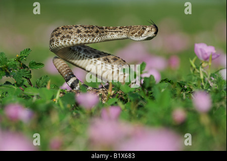 Western Diamondback Klapperschlange Crotalus Atrox Erwachsener im markanten Stellen im Bereich der auffällige Primrose Refugio als Bend Texas, USA Stockfoto