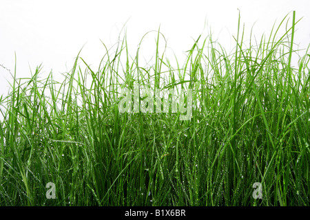 Grüne Wiese mit Wassertropfen auf isoliert gegen weiß Stockfoto