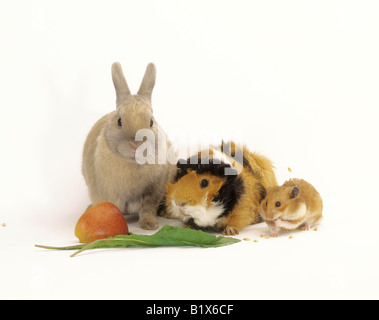 Zwerg-Kaninchen, Meerschweinchen und Goldhamster mit Essen Stockfoto