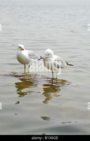 Paar von Silbermöwen / Möwen, Mississauga, Port Credit Bereich Stockfoto