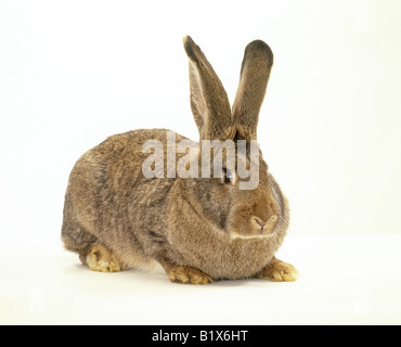 Hauskaninchen, Flämischer Riese. Erwachsener. Studiobild vor weißem Hintergrund Stockfoto