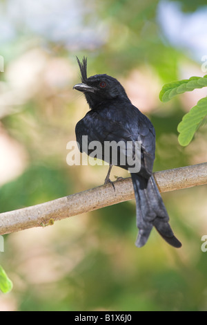 Crested Drongo Dicrurus Forficatus thront in Baumkronen in Ampijoroa Forstwirtschaft Station, Madagaskar im Oktober. Stockfoto