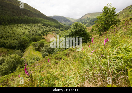 UK Wales Powys Rhayader Gilfach Nature Reserve River Wye Valley Stockfoto