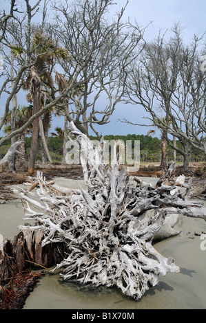 Strand-Erosion auf Jagd Island in South Carolina USA tötet Bäume. Stockfoto