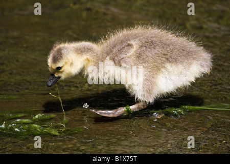 Kanada-Gans Gosling Essen Vegetation in einem seichten Bach Stockfoto