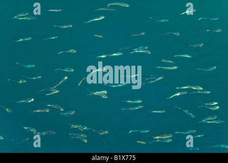 Horizontale Nahaufnahme einen Fischschwarm kleine silberne Sardellen von oben das Wasser Stockfoto