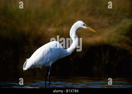 Silberreiher (Ardea Alba) Stockfoto