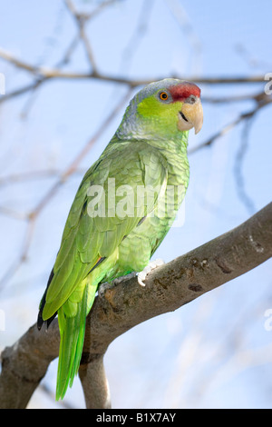 Flieder-gekrönter Papagei Amazona finschi Stockfoto