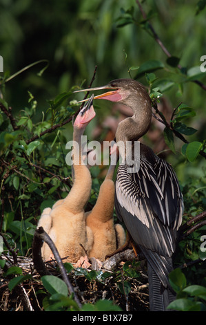 Weibliche Anhinga (Anhinga Anhinga) und Küken Stockfoto