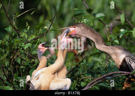 Weibliche Anhinga (Anhinga Anhinga) Fütterung Küken im nest Stockfoto