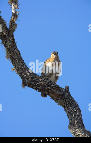 Madagaskar-Bussard Buteo Brachypterus thront im Baum in Ifaty, Madagaskar im Oktober. Stockfoto