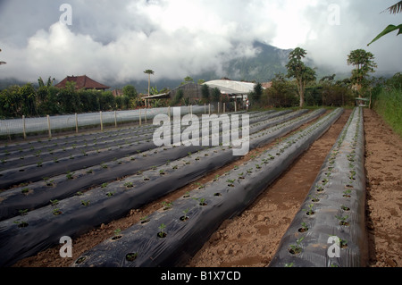Junge Erdbeerpflanzen wachsen in fruchtbaren Hochland Felder von Bedugul, Bali, Indonesien Stockfoto