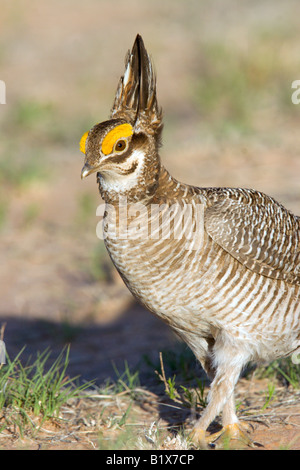 Geringerem Prairie Chicken Tympanuchus pallidicinctus Stockfoto