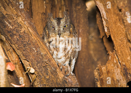 Madagaskar Zwergohreule Eule Otus Rutilus "westliche Rasse" Schlafplatz im hohlen Baum in Ampijoroa Forest Station, Madagaskar im Oktober. Stockfoto