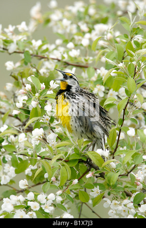 Östlichen Meadowlark thront in Apfel Baum Blüten vertikal Stockfoto