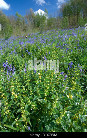 Gelbe Erzengel und Glockenblumen in Niederwald Wald, Kent, England, Frühling. Stockfoto