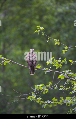 Red-tailed Hawk Buteo Jamaicensis thront im Baum Fotograf auf Vancouver Island, Kanada im Juni zu beobachten. Stockfoto