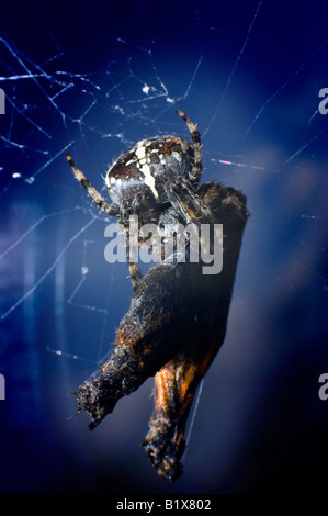 SPIDER WRAPS GEFANGENEN SCHMETTERLING Stockfoto