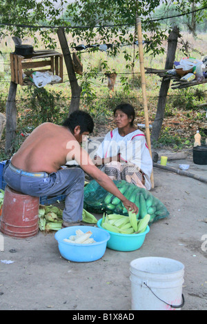 Ein indigenen mexikanischen paar dem Mais zum Abendessen entfernen Stockfoto