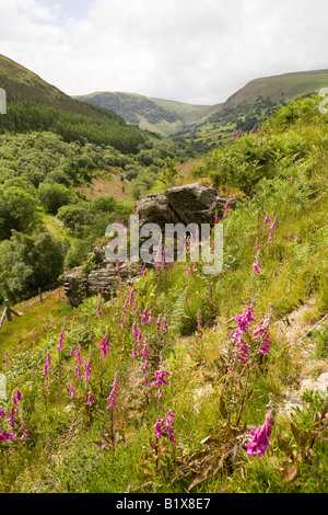 UK Wales Powys Rhayader Gilfach Nature Reserve River Wye Valley Stockfoto