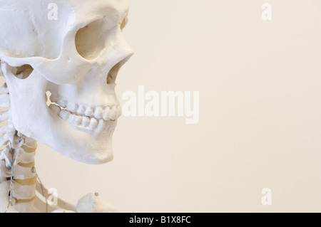 Menschlichen Skelett, Schädel, Homo, Sapiens, Person, Mensch, Zähne, Gesicht, Frontal, Skelett Stockfoto